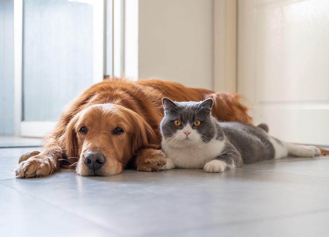 Cão golden retriever e gato descansando juntos